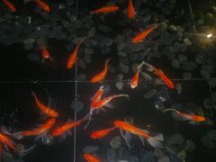 -怡和春天大酒楼(柳芳店)