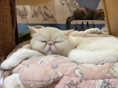-滚猫咖啡·猫咖·猫友好撸猫(未来城店)
