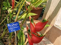 -中国科学院西双版纳热带植物园
