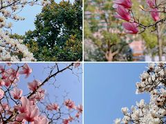 -陆家嘴中心绿地