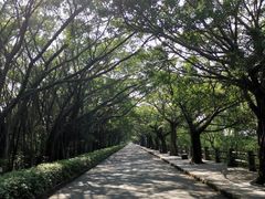 -大湾区中央湿地公园