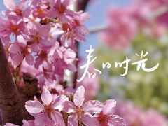 -莘庄梅园