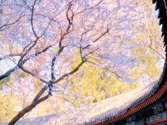-京城小江南·北京烤鸭·江南土菜·白鱼(中关村店)