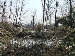 -桤木河湿地公园