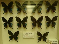 P1040470-上海大自然野生昆虫馆