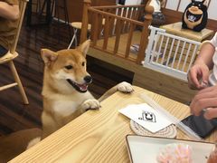 -豆柴町-柴犬主题狗咖(红鼎国际C座店)
