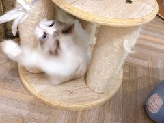 -酷豆宠物咖啡·宠物美食·撸猫馆