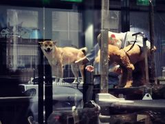 -宠物家(角门东店)