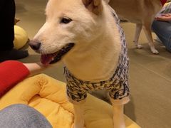 -逗柴咖啡屋·狗咖猫咖宠物桌游