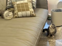 -momokira米努特·德文卷毛猫·棉花面纱犬
