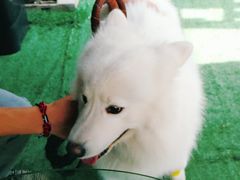 -爱侣宠医·鹦鹉专科·小型哺乳类·异宠专科(灵石路店)