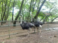 -金孔雀温泉旅游度假村