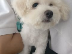 -BABYDOG宝贝狗宠物乐园(欧洲城店)