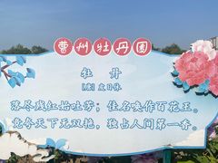 -曹州牡丹园