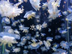 -太平洋海底世界