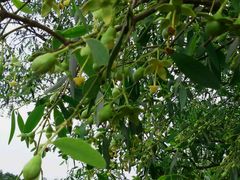 -东寨港红树林旅游区