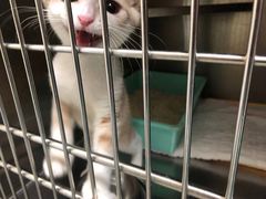 -艾贝尔宠物诊疗