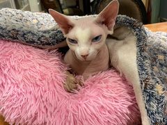 -猫小院猫主题餐厅(三里屯店)