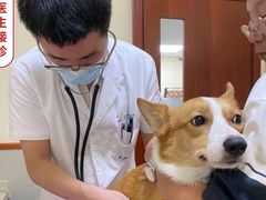 -艾贝尔宠物医院 ·内科全科(梁溪路店)
