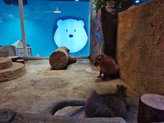 -Mr·Kuma酷么先生雪之乐园