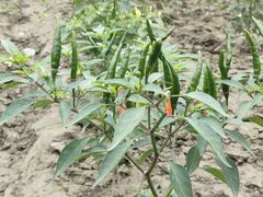 -中国天府农业博览园