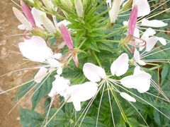 -松山湖梦幻百花洲