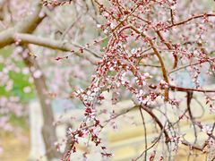 -桃花堤公园