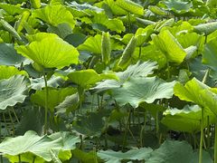 -白鹭湾湿地公园