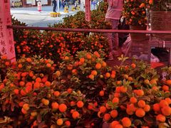 -越秀西湖花市(广州城市广场花卉店)