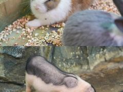 -正佳雨林生态植物园