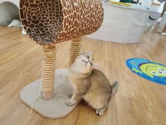 -COLOR PETS 撸猫馆·购猫·猫咖(长风大悦城店)