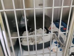 -达爱动物医院·犬猫分区·CT·复杂眼科(远洋山水分院)