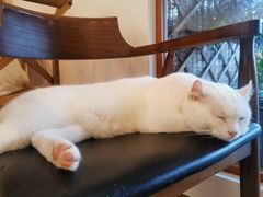 -有猫主题·治愈系猫咖(曾厝垵店)