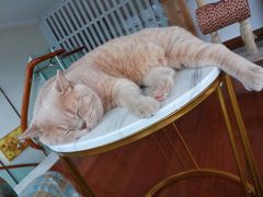 -Catmate·猫肥家润(金润铂宫店)