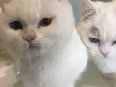 -70cat德文卷毛猫·缅因猫纯种猫舍