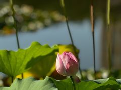 -陈家山荷花公园