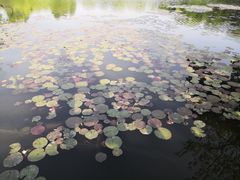 -西湖外事游船(花港观鱼码头)