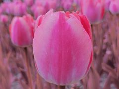 -长春公园(普阳街道)