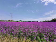 -紫颐香薰山谷景区
