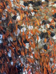 -酷嗒动物文化乐园(cutezoo西溪乐天城店)