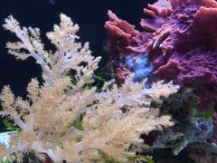 -西雅图水族馆