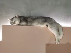 -猫儿山۰猫主题餐厅