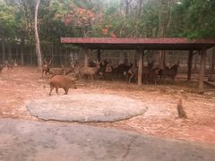 -清迈夜间动物园