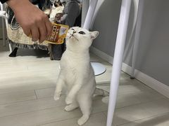 -喵的天空名猫咖啡馆·撸猫·猫舍·用品