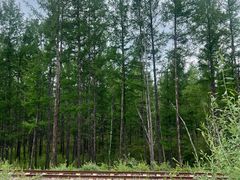 -莫尔道嘎国家森林公园