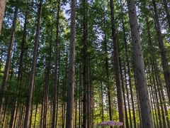 -黄海国家森林公园