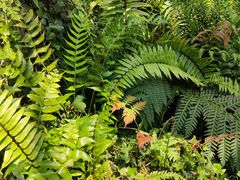 -国家植物园南园