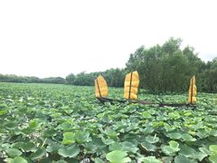 -大湾区中央湿地公园