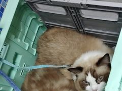 -芭比堂动物医院·心脏科·老年急重症·夜诊·吉雅分院