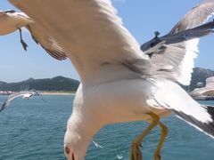 -海驴岛(荣成市)